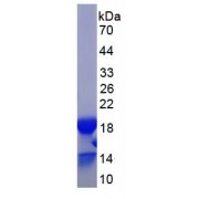 SDS-PAGE analysis of recombinant Chicken BMP4 Protein.