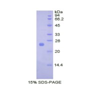 SDS-PAGE analysis of Rat BMP4 Protein.