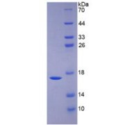SDS-PAGE analysis of Human BMP6 Protein.