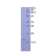 SDS-PAGE analysis of Rat BMP6 Protein.