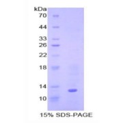 SDS-PAGE analysis of Human BMP7 Protein.