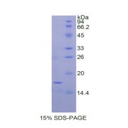 SDS-PAGE analysis of Dog BDNF Protein.