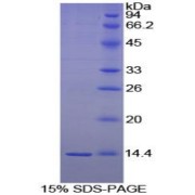SDS-PAGE analysis of Chicken BDNF Protein.