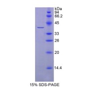 SDS-PAGE analysis of Human BDNF Protein.