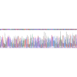 Human Cadherin EGF LAG Seven Pass G-Type Receptor 2 (CELSR2) Protein