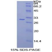 abx065632