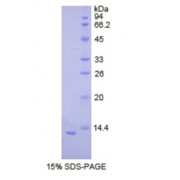 SDS-PAGE analysis of Human Cadherin, Neuronal Protein.