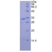 SDS-PAGE analysis of Human CAPN1 Protein.