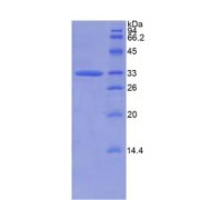 SDS-PAGE analysis of Human CAPN1 Protein.