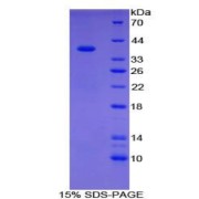 SDS-PAGE analysis of Human CPB1 Protein.