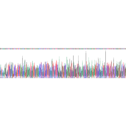 Rat Caspase-1 (CASP1) Protein