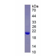 SDS-PAGE analysis of recombinant Pig Caspase 1 (CASP1) Protein.