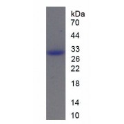 SDS-PAGE analysis of recombinant Mouse Protein SCAF11 Protein.