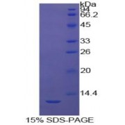SDS-PAGE analysis of Cow Caspase 4 Protein.