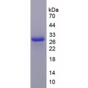 SDS-PAGE analysis of Mouse Caspase 9 Protein.