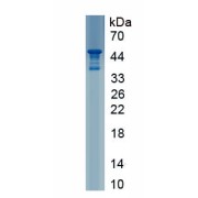 SDS-PAGE analysis of Mouse CAMP Protein.