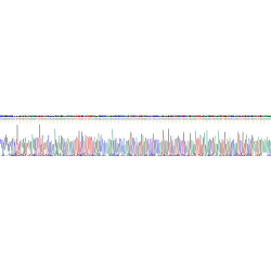 Human Cerebral Dopamine Neurotrophic Factor (CDNF) Protein