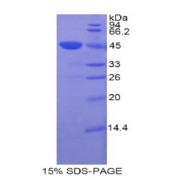 SDS-PAGE analysis of Mouse CDNF Protein.
