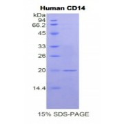 SDS-PAGE analysis of Human CD14 Protein.