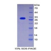 SDS-PAGE analysis of Mouse CD1d Protein.