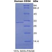 SDS-PAGE analysis of Human CD34 Protein.