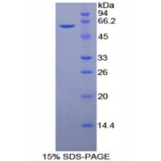 SDS-PAGE analysis of Mouse CD34 Protein.