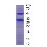 SDS-PAGE analysis of CD4 Protein.