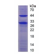 abx065931