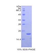 SDS-PAGE analysis of Pig CD40L Protein.