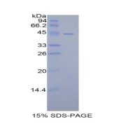 abx065938