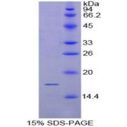 abx065940