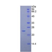 SDS-PAGE analysis of Rat CD8b Protein.