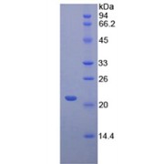 abx065945