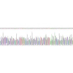 Rat Clusterin (CLU) Protein