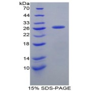 SDS-PAGE analysis of Pig Clusterin Protein.