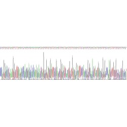 Mouse Coagulation Factor XI (F11) Protein