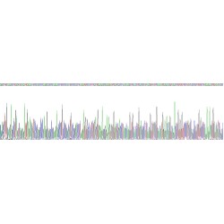 Mouse Collagen Type I Alpha 1 (COL1A1) Protein