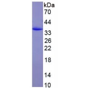 SDS-PAGE analysis of recombinant Mouse COL1A1 Protein.