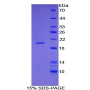 SDS-PAGE analysis of Mouse COL3A1 Protein.