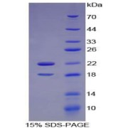 abx066029