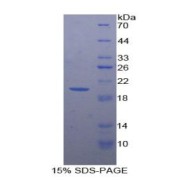 abx066030