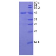 SDS-PAGE analysis of Human CSF2 Protein.