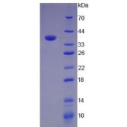 SDS-PAGE analysis of recombinant recombinant Mouse C3a Protein.