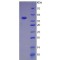 Mouse Complement Fragment C3a (C3a) Protein