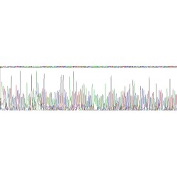 Rat Complement Component 5a (C5a) Protein