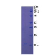 SDS-PAGE analysis of recombinant Mouse CTGF Protein.