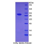 SDS-PAGE analysis of Mouse CNTNAP4 Protein.