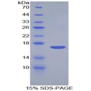 SDS-PAGE analysis of Mouse Corin Protein.