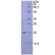 abx066128