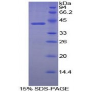 SDS-PAGE analysis of Dog Creatine Kinase, Brain Protein.